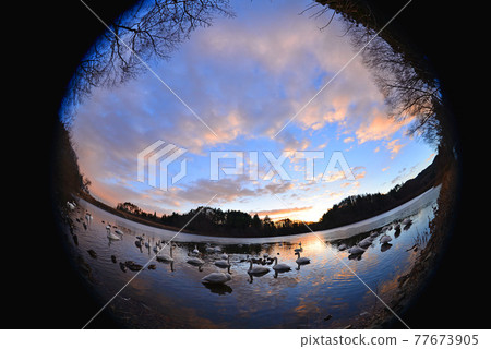 天鵝在奧克 天鵝在奧克 77673905