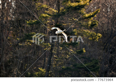 天鵝在奧克 天鵝在奧克 77673964