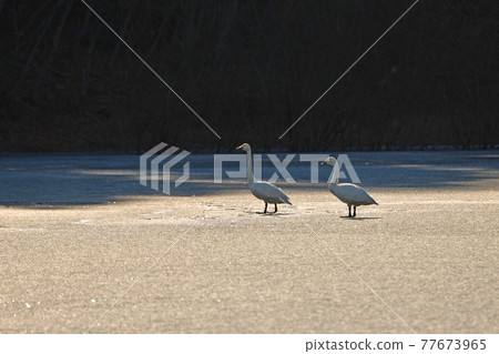 天鵝在奧克 天鵝在奧克 77673965