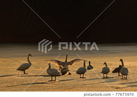 Swan in Oike 77673970