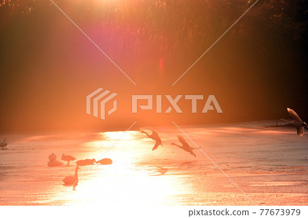 Swan in Oike Swan in Oike 77673979