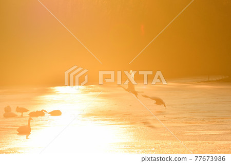 Swan in Oike Swan in Oike 77673986