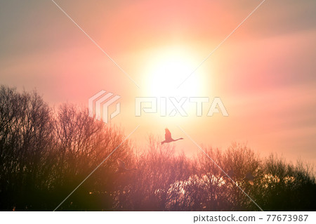 Swan in Oike Swan in Oike 77673987