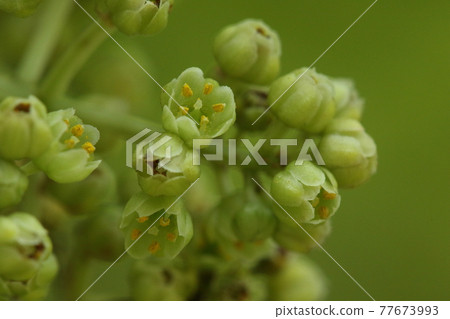 Natural plant Gonzui, mid-May. The flowers in full bloom are light green and do not open wide and are sober. Can't you tell it from the buds? 77673993