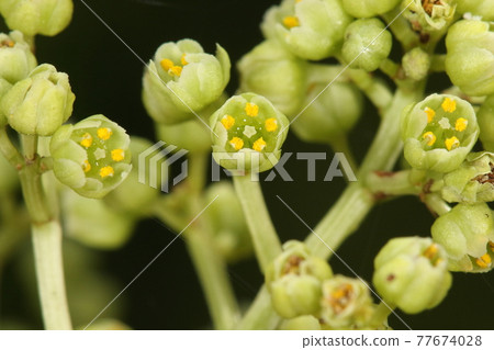 天然植物貢醉,五月中旬。花朵與華麗的水果形成鮮明對比。五個花瓣和五個萼片。有五個雄蕊 天然植物貢醉,五月中旬。花朵與華麗的水果形成鮮明對比。五個花瓣和五個萼片。有五個雄蕊 77674028