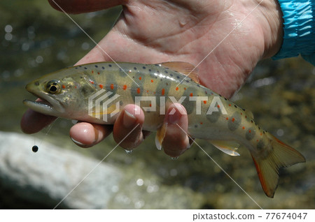 I took a hand-held shot of a beautiful Amago with the permark and red dots clearly visible from above. 77674047
