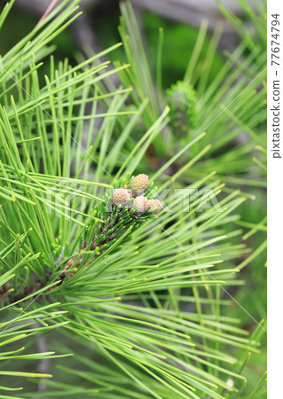 Sprout of black pine 77674794