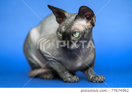 Hairless Canadian Sphynx cat. Portrait of female cat on blue background Hairless Canadian Sphynx cat. Portrait of female cat on blue background 77674962