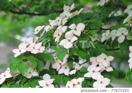pink dogwood flower pink dogwood flower 77675303