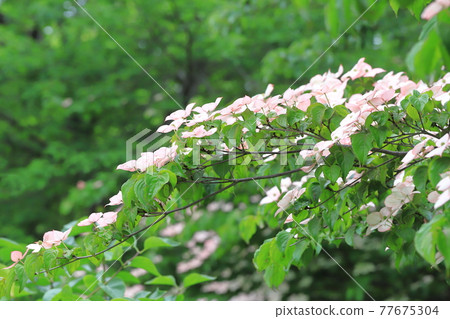 Light pink dogwood flower Light pink dogwood flower 77675304