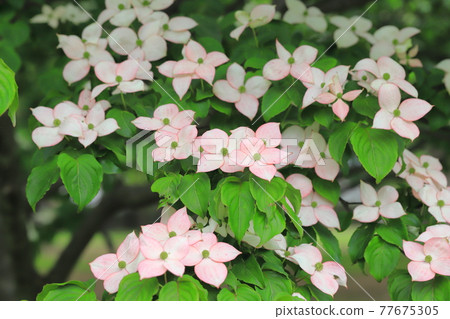 粉紅色的山茱萸花 77675305