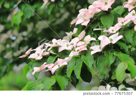 粉紅色的山茱萸花 77675307