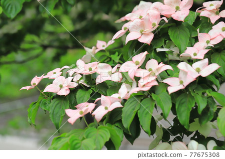 粉紅色的山茱萸花 粉紅色的山茱萸花 77675308