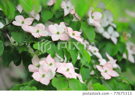 淺粉色山茱萸花 77675313