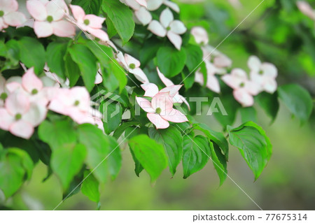 pink dogwood flower pink dogwood flower 77675314