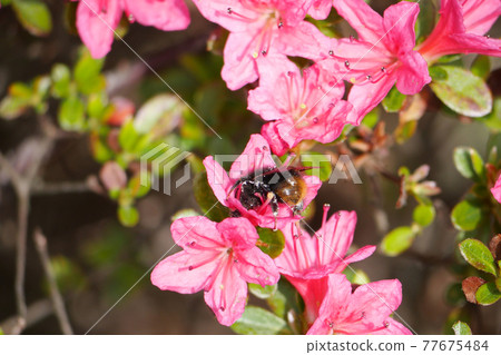 大黃蜂吸杜鵑花蜜 77675484