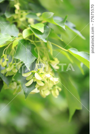 Young leaves and seeds of Acer buergerianum Young leaves and seeds of Acer buergerianum 77675570