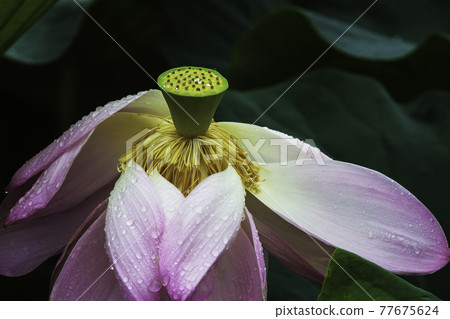 扶餘宮南地西洞公園的荷花 77675624