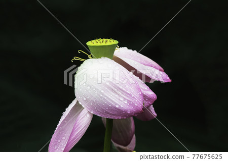 扶餘宮南地西洞公園的荷花 77675625