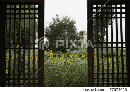 扶餘宮南地西洞公園的向日葵 77675628