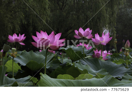 扶餘宮南地西洞公園的荷花 77675629