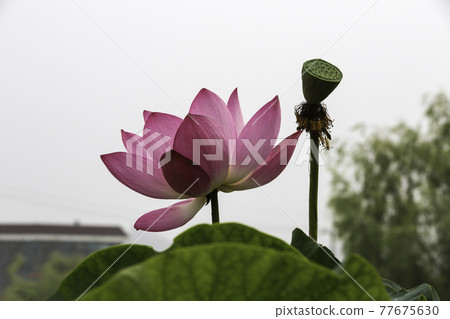 扶餘宮南地西洞公園的荷花 77675630