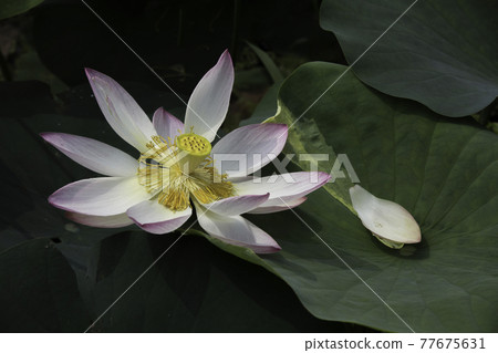 扶餘宮南地西洞公園的荷花 77675631