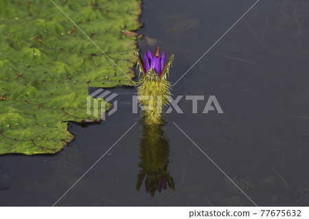 扶餘宮南地西洞公園的荷花 77675632