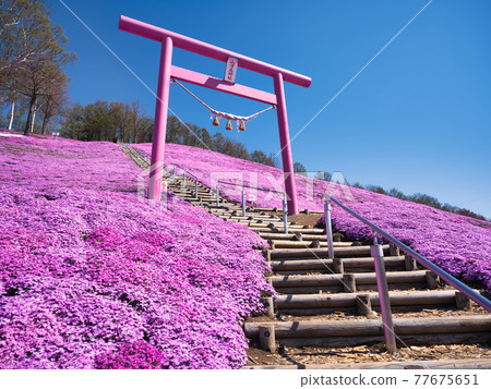 Toigakko Shiba櫻花公園 77675651