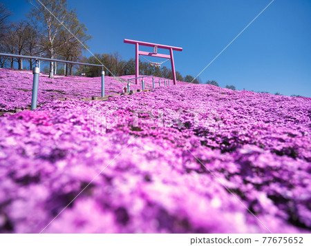 Toigakko Shiba櫻花公園 77675652