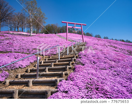 Toigakko Shiba櫻花公園 77675653