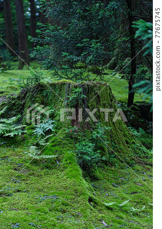 Hakusan Heisenji-Moss Temple 77675745
