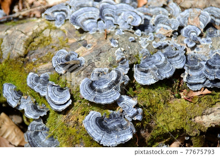 C. versicolor growing on a fallen tree C. versicolor growing on a fallen tree 77675793