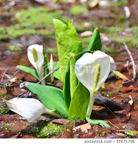 在葫蘆池水邊發現的臭白菜 在葫蘆池水邊發現的臭白菜 77675796