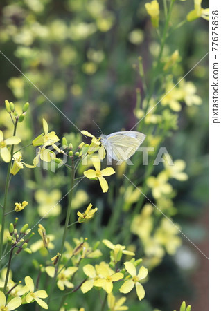 A white butterfly sucking nectar from flowers A white butterfly sucking nectar from flowers 77675858