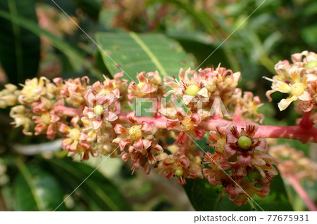 Mango flowers 77675931