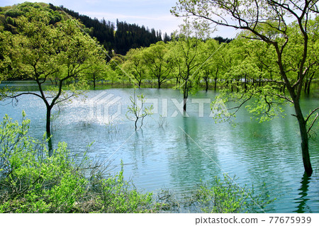 白川湖的沈水森林(山形縣飯豐町) 白川湖的沈水森林(山形縣飯豐町) 77675939