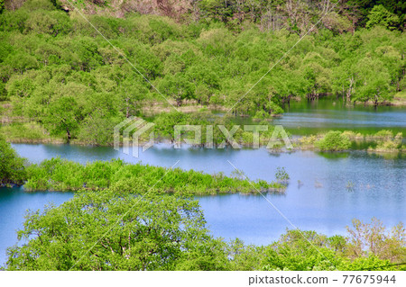 白川湖的沈水森林(山形縣飯豐町) 白川湖的沈水森林(山形縣飯豐町) 77675944