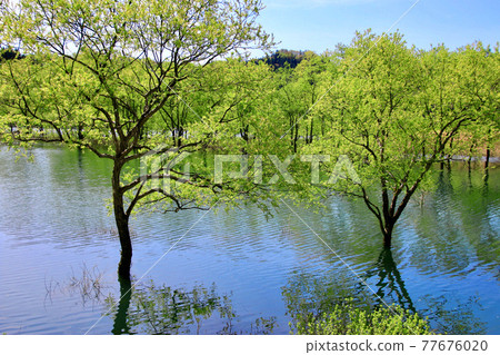 白川湖的沈水森林(山形縣飯豐町) 白川湖的沈水森林(山形縣飯豐町) 77676020