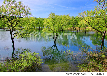 Submerged forest of Lake Shirakawa (Iide Town, Yamagata Prefecture) 77676021