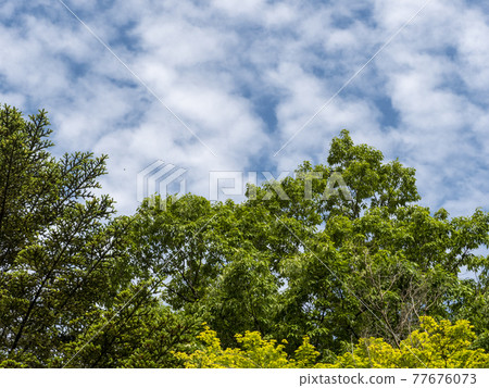 藍天中的高積雲和新鮮的綠樹 77676073