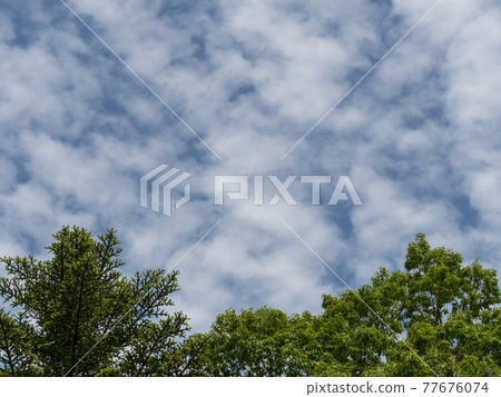 Altocumulus clouds and fresh green trees in the blue sky 77676074