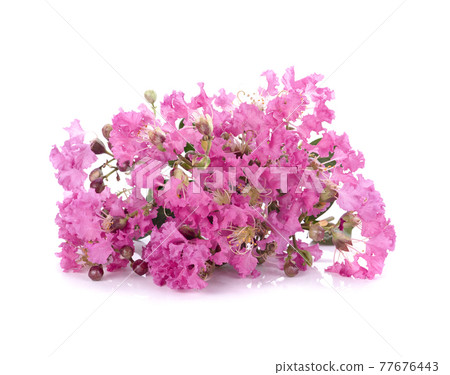 Inthanin flower isolated on white background Inthanin flower isolated on white background 77676443