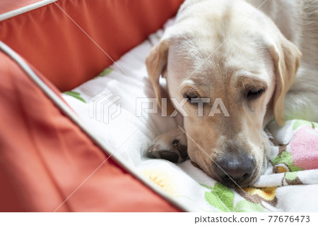 黃色拉布拉多獵犬,一隻正在打盹的狗 黃色拉布拉多獵犬,一隻正在打盹的狗 77676473