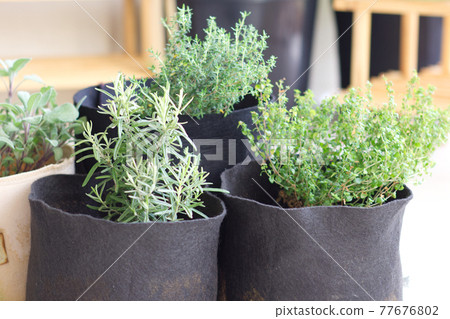 Herb potted gardening Herb potted gardening 77676802