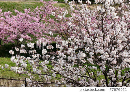 #櫻花:櫻花:外藤:山田池公園 #櫻花:櫻花:外藤:山田池公園 77676951