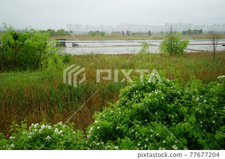 Incheon Metropolitan City. Sorae Wetland Park. Salt Farm 77677204