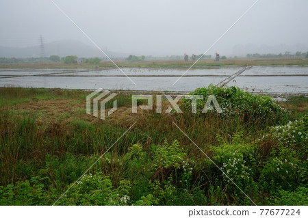 仁川廣域市、蘇來濕地公園、鹽田 77677224