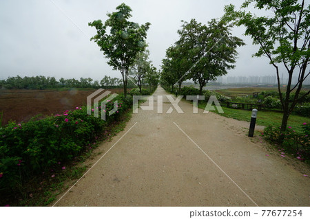 Incheon Metropolitan City. Sorae Wetland Park. Salt Farm Incheon Metropolitan City. Sorae Wetland Park. Salt Farm 77677254
