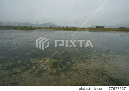 Incheon Metropolitan City. Sorae Wetland Park. Salt Farm 77677267